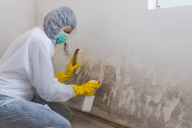 Forensic Mold Investigation in Fairview, UT