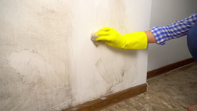 Best Forensic Mold Investigation  in Fairview, UT