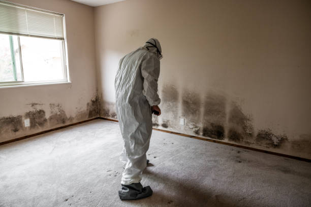 Best Mold Remediation for Healthcare Facilities  in Fairview, UT